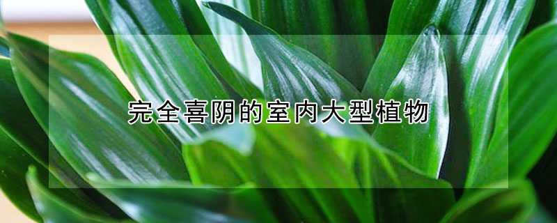 完全喜陰的室內大型植物