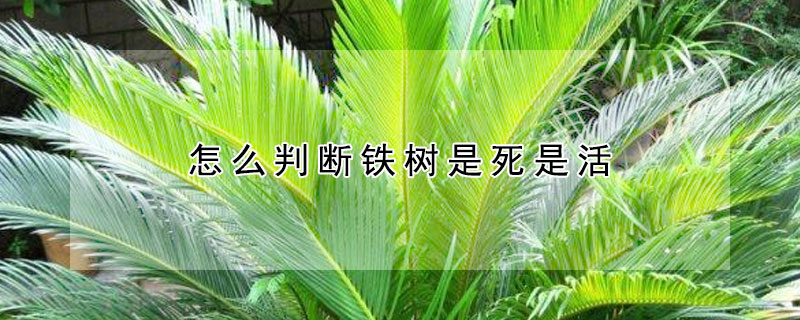 怎麼判斷鐵樹是死是活