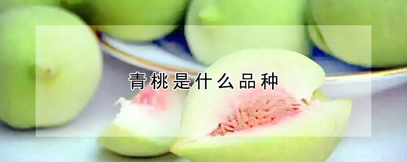 青桃是什麼品種