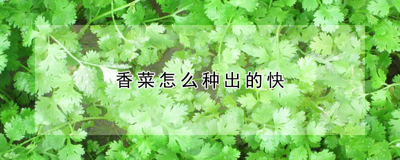 香菜怎麼種出的快