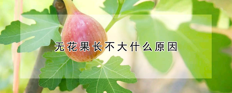 無花果長不大什麼原因