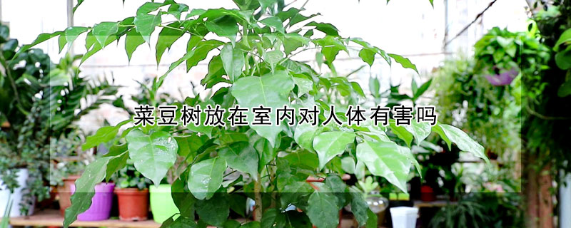 菜豆樹放在室內對人體有害嗎