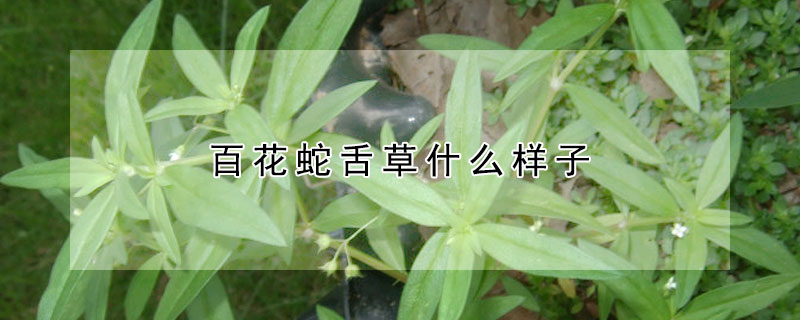 百花蛇舌草什麼樣子