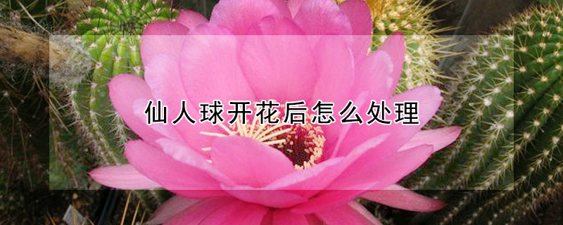 仙人球開花後怎麼處理