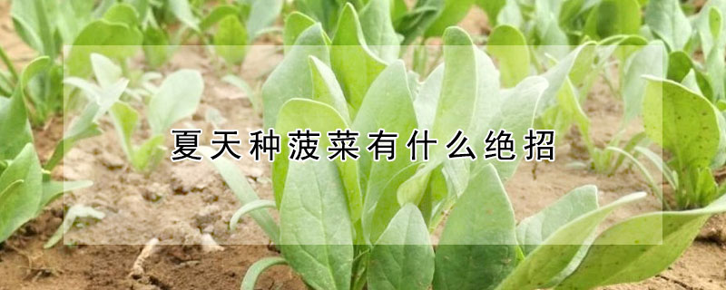 夏天種菠菜有什麼絕招