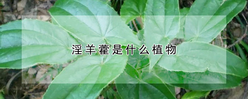 淫羊藿是什麼植物