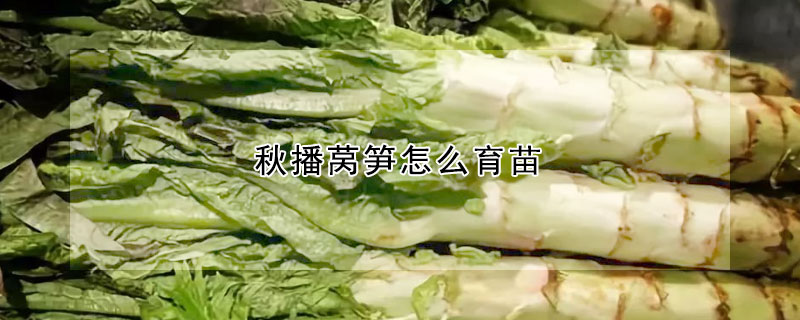 秋播萵筍怎麼育苗