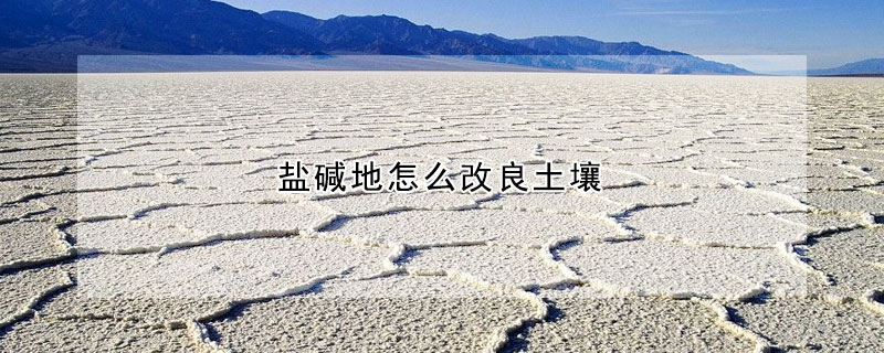 鹽堿地怎麼改良土壤