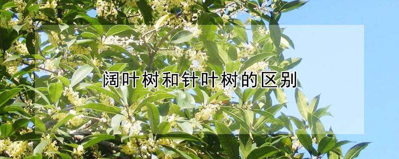 闊葉樹和針葉樹的區別