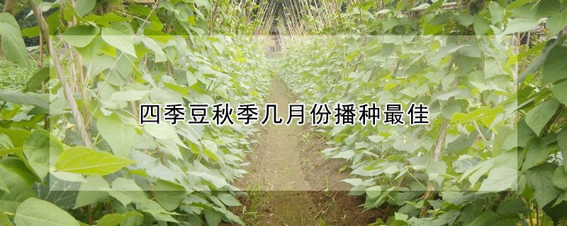 四季豆秋季幾月份播種最佳