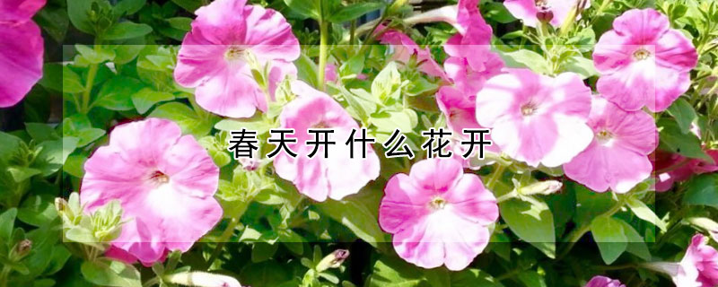 春天開什麼花開