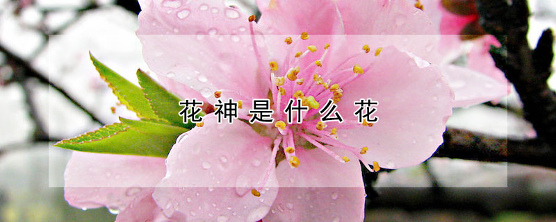 花神是什麼花