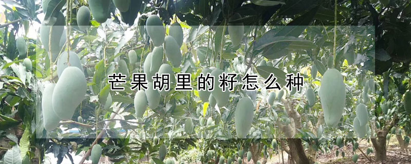 芒果胡裏的籽怎麼種