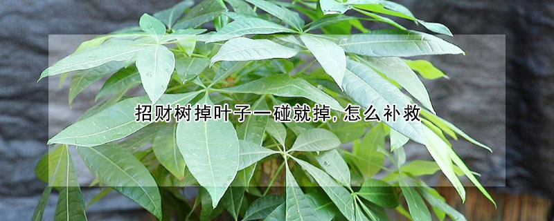 招財樹掉葉子一碰就掉,怎麼補救