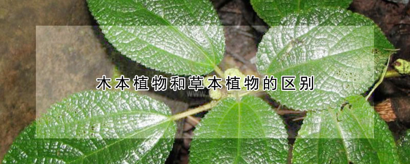 木本植物和草本植物的區別