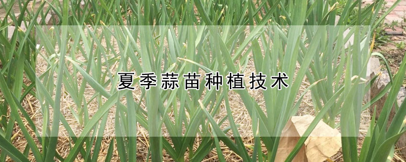 夏季蒜苗種植技術