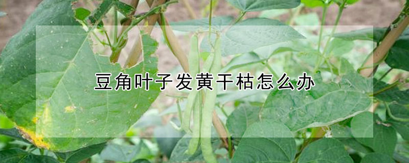 豆角葉子發黃幹枯怎麼辦