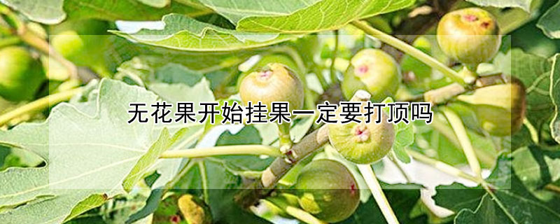 無花果開始掛果一定要打頂嗎