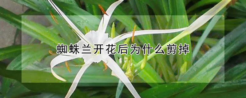 蜘蛛蘭開花後為什麼剪掉