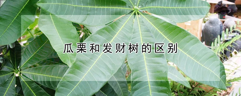 瓜栗和發財樹的區別