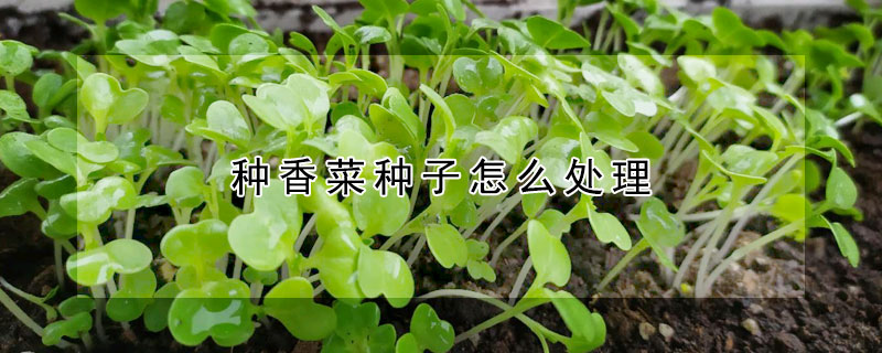 種香菜種子怎麼處理