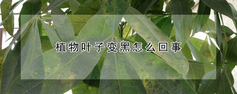 植物葉子變黑怎麼回事