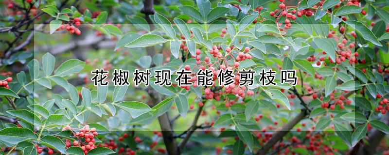 花椒樹現在能修剪枝嗎