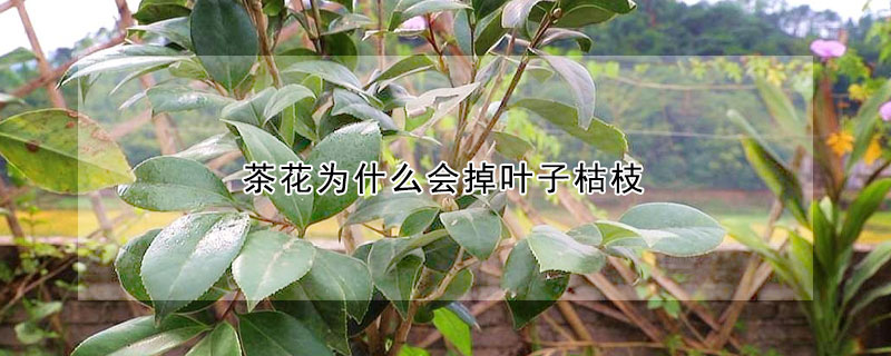 茶花為什麼會掉葉子枯枝