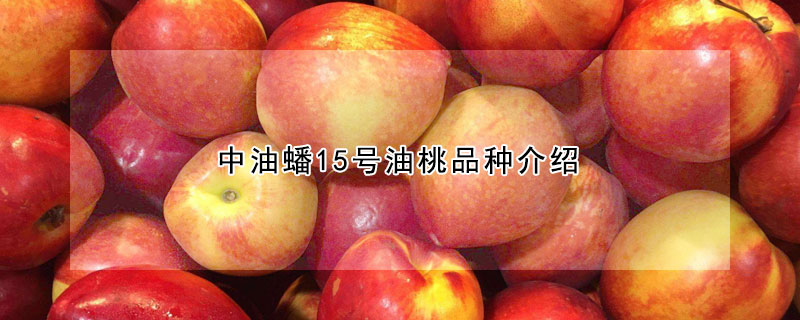 中油蟠15號油桃品種介紹