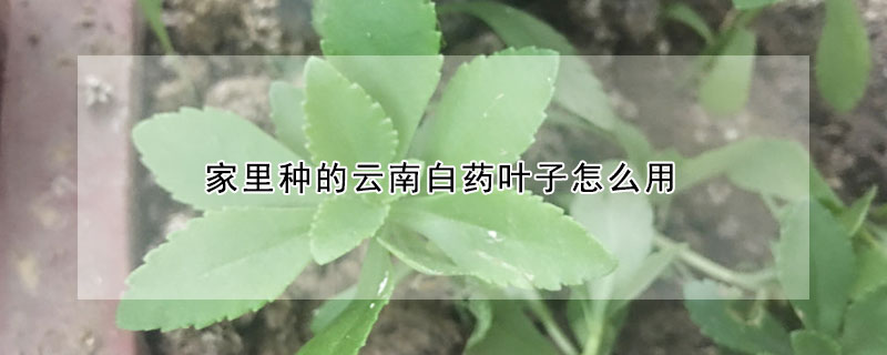 家裏種的雲南白藥葉子怎麼用