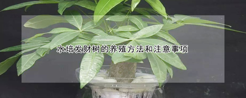 水培發財樹的養殖方法和注意事項