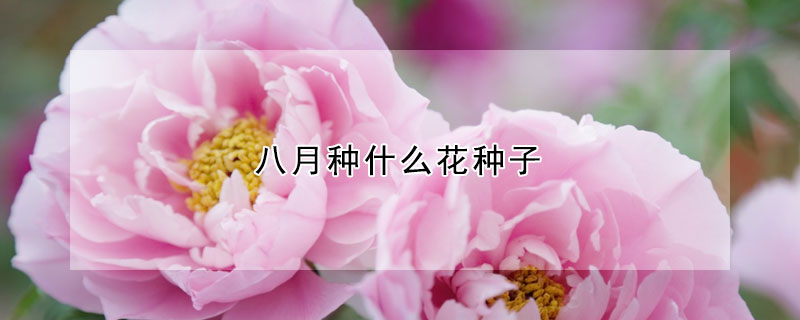 八月種什麼花種子