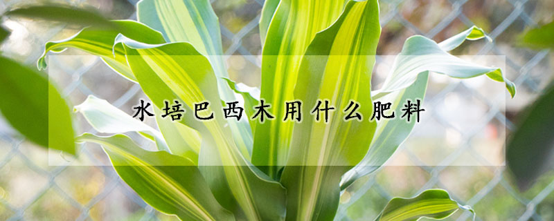 水培巴西木用什麼肥料