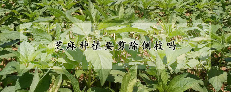 芝麻種植要剪除側枝嗎