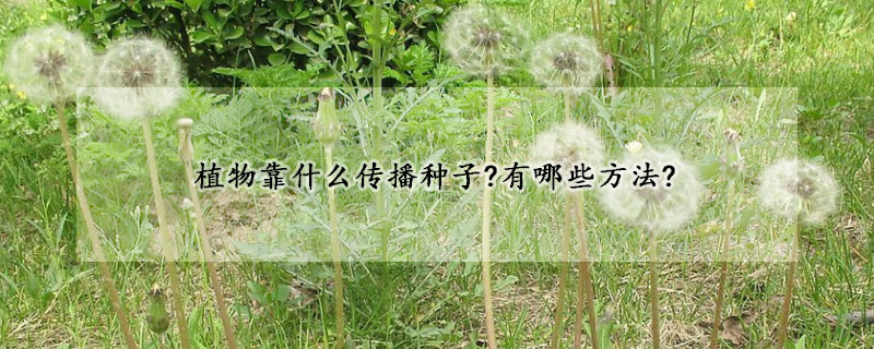 植物靠什麼傳播種子?有哪些方法?