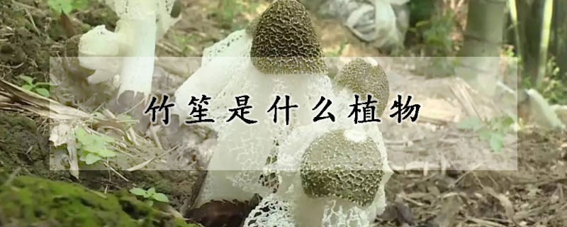 竹笙是什麼植物