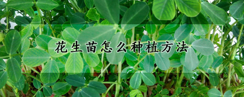 花生苗怎麼種植方法