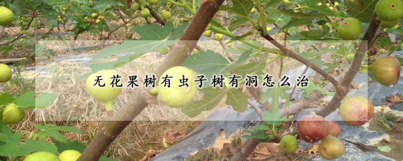 無花果樹有蟲子樹有洞怎麼治