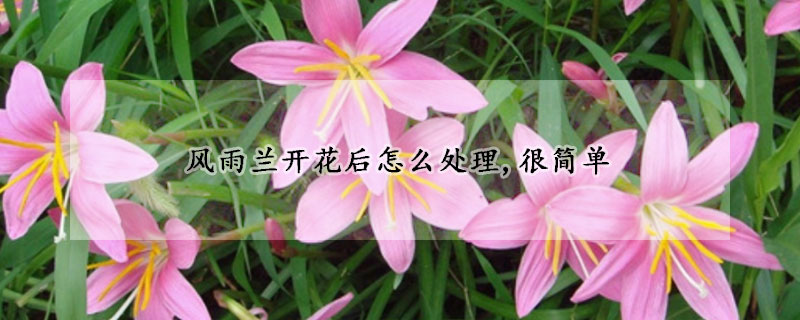 風雨蘭開花後怎麼處理,很簡單