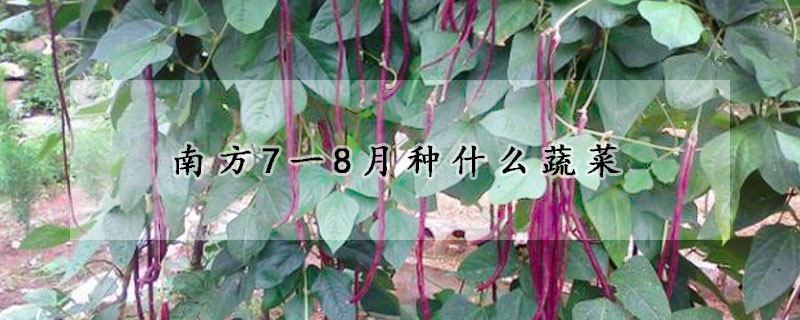 南方7一8月種什麼蔬菜