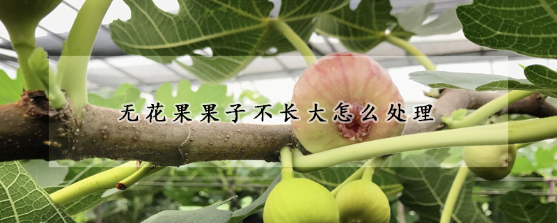 無花果果子不長大怎麼處理