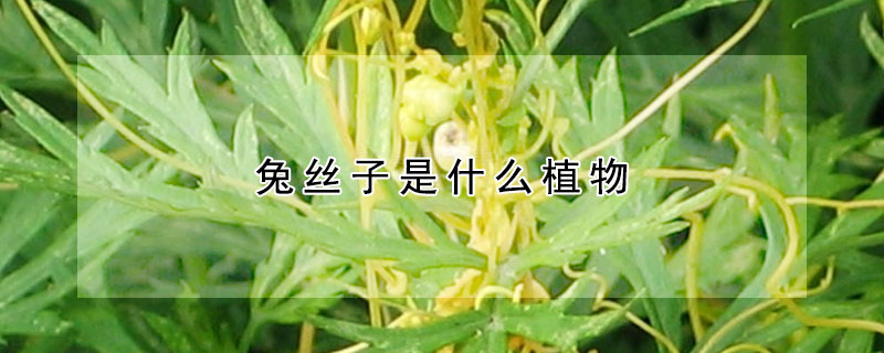 兔絲子是什麼植物