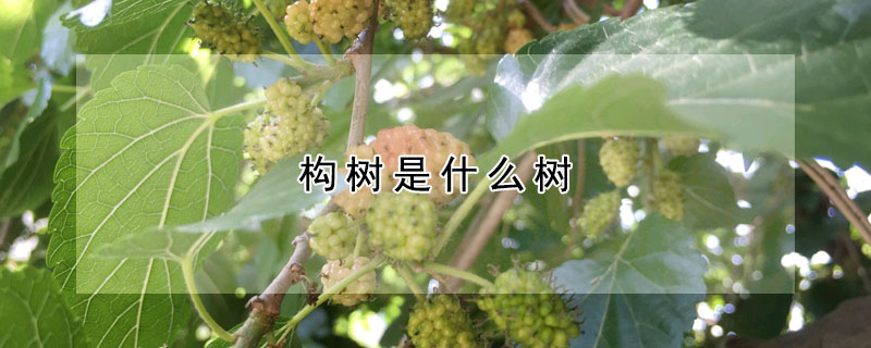 構樹是什麼樹