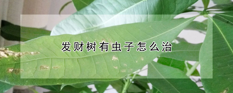 發財樹有蟲子怎麼治