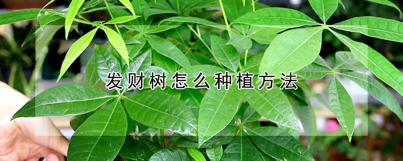 發財樹怎麼種植方法