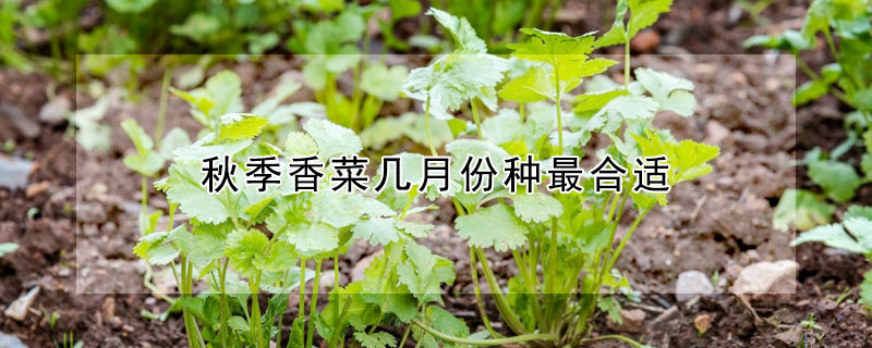 秋季香菜幾月份種最合適