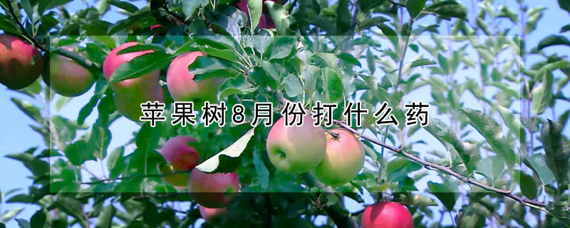 蘋果樹8月份打什麼藥