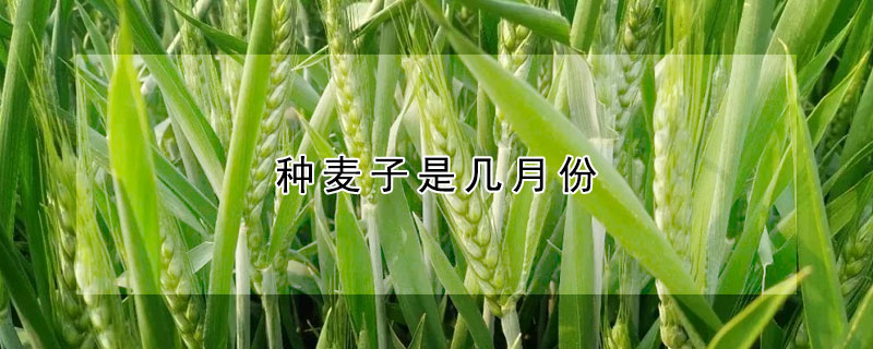 種麥子是幾月份