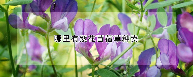 哪裏有紫花苜蓿草種賣