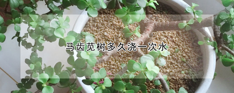 馬齒莧樹多久澆一次水